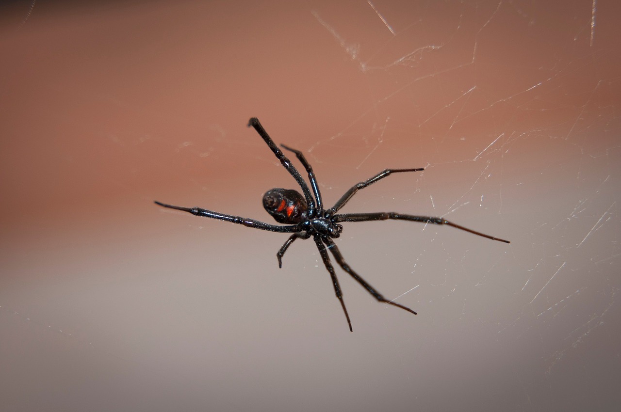 black-widow-spider-bee wise pest
