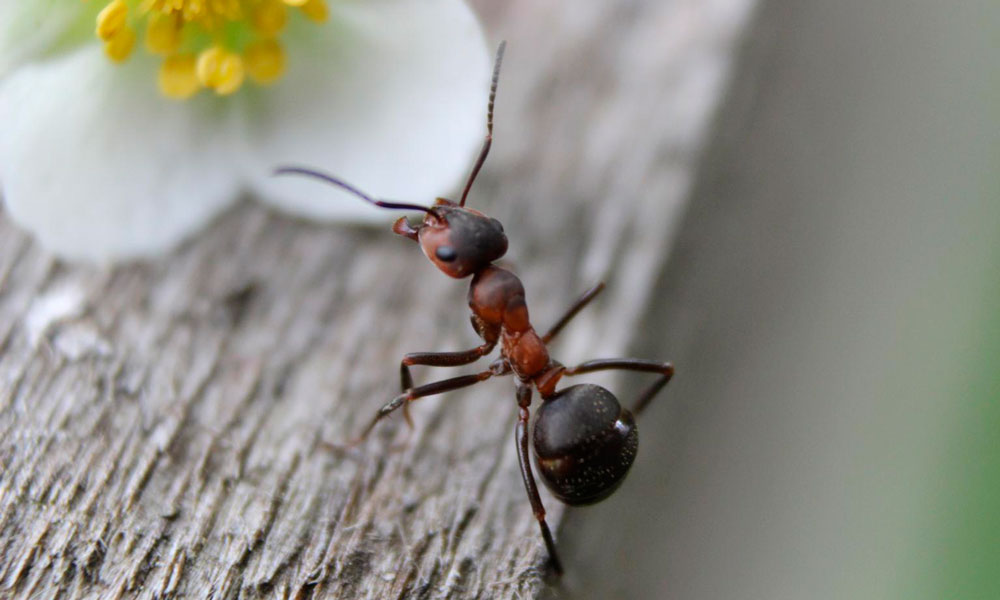 hormiga min - Ants