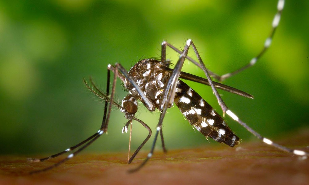 mosqui min - Mosquito Control