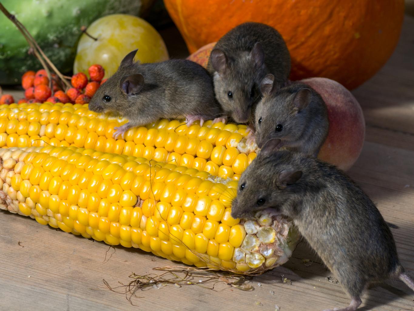 vegetables_corn_mice