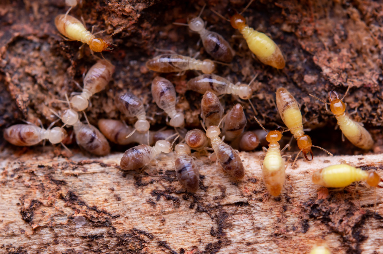 Unmasking Termite Activity: A Guide to Identification