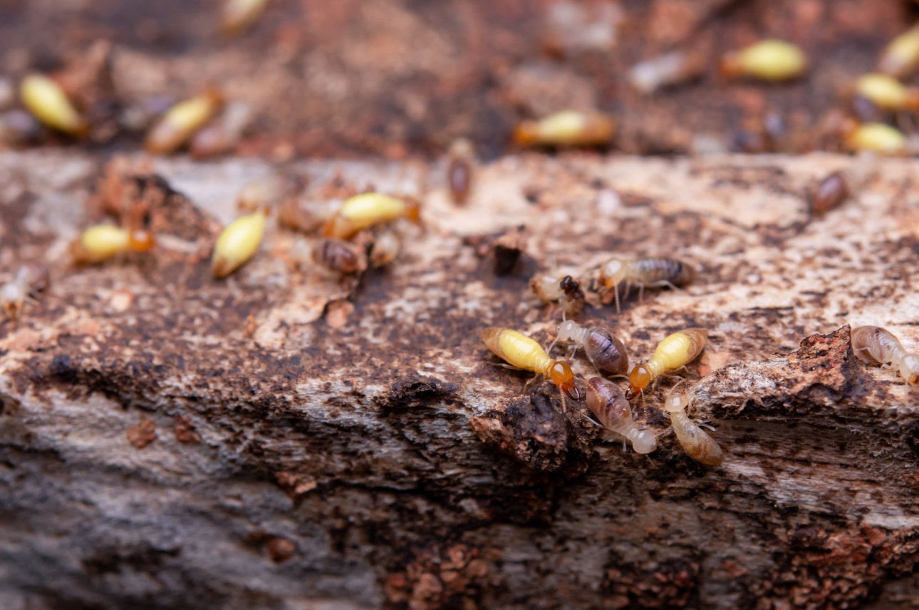 The Importance of Termite Inspections: