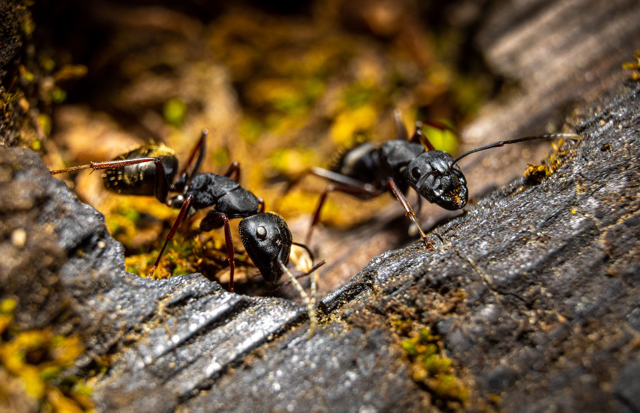 Can Carpenter Ants Damage Your Home?